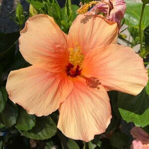 Meet your Posher, Mariah